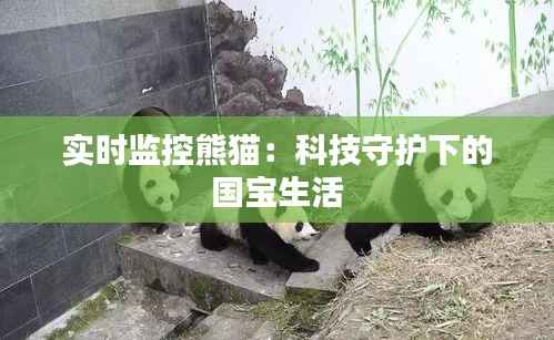 实时监控熊猫:科技守护下的国宝生活