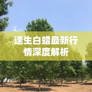 速生白蜡最新行情深度解析