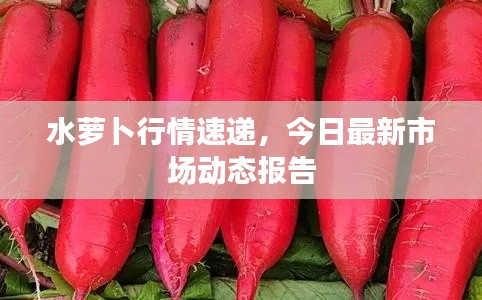 水萝卜行情速递，今日最新市场动态报告