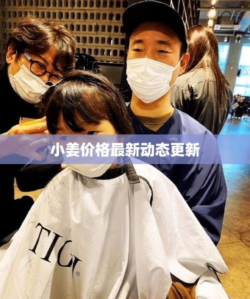 小姜价格最新动态更新