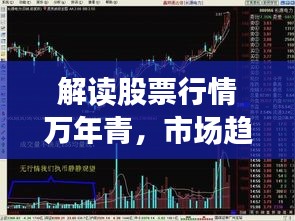 解读股票行情万年青,市场趋势与未来发展展望