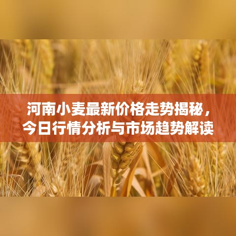 河南小麦最新价格走势揭秘,今日行情分析与市场趋势解读