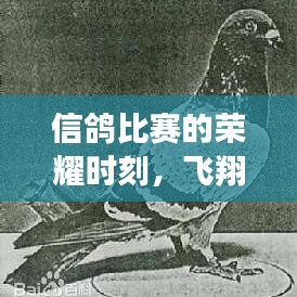 信鸽比赛的荣耀时刻，飞翔成就历史见证