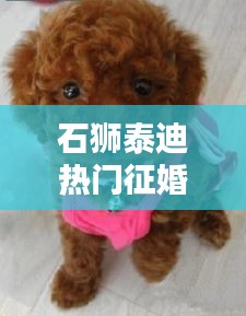 石狮泰迪热门征婚信息集结,最新消息一网打尽!