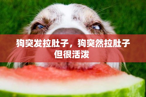 狗突发拉肚子,狗突然拉肚子但很活泼