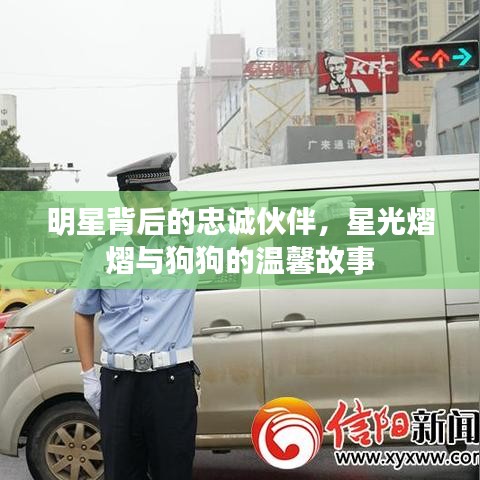 明星背后的忠诚伙伴,星光熠熠与狗狗的温馨故事