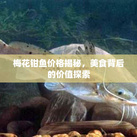 梅花钳鱼价格揭秘,美食背后的价值探索